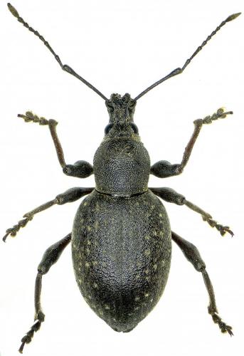 Réf. 220 617 : Otiorhynchus hungaricus